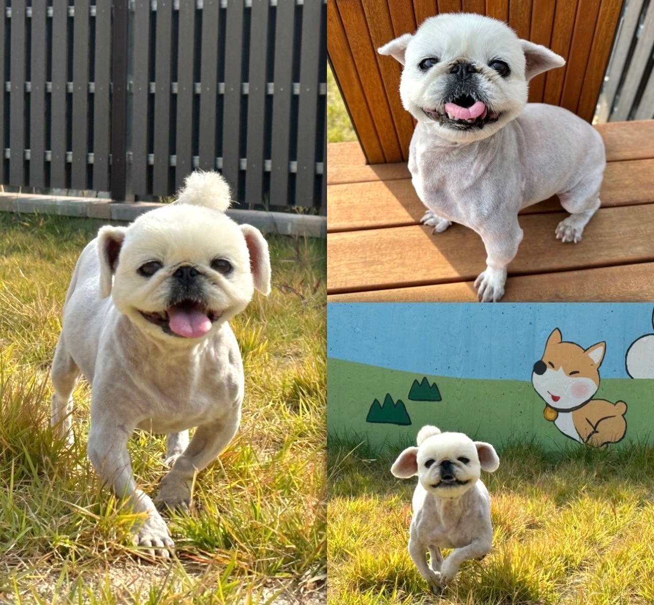 경주동물사랑보호센터_447505202301084